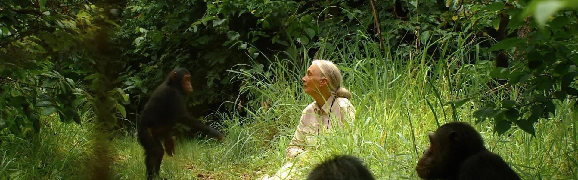 Jane's Journey
