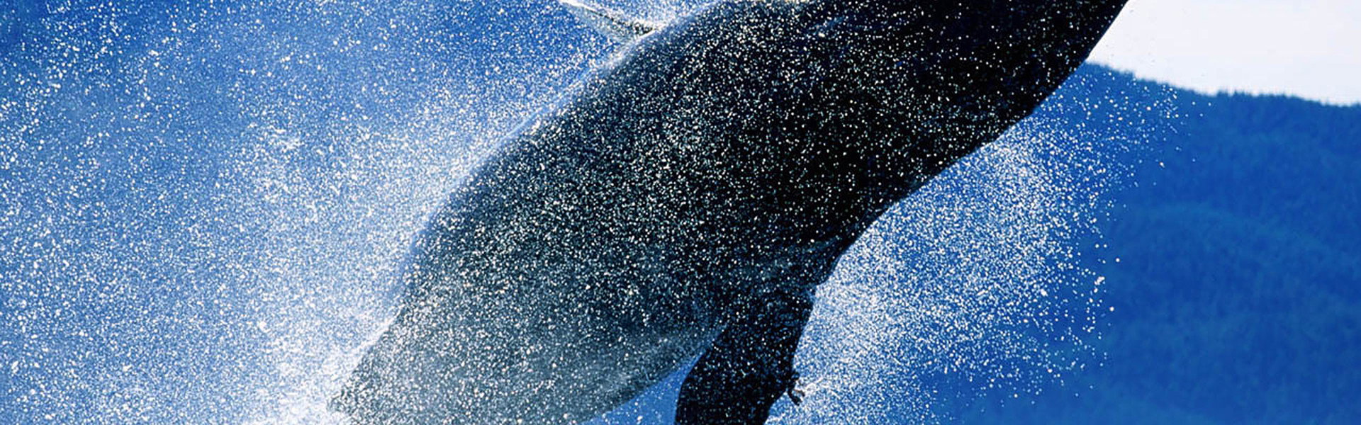 Whales: An Unforgettable Journey