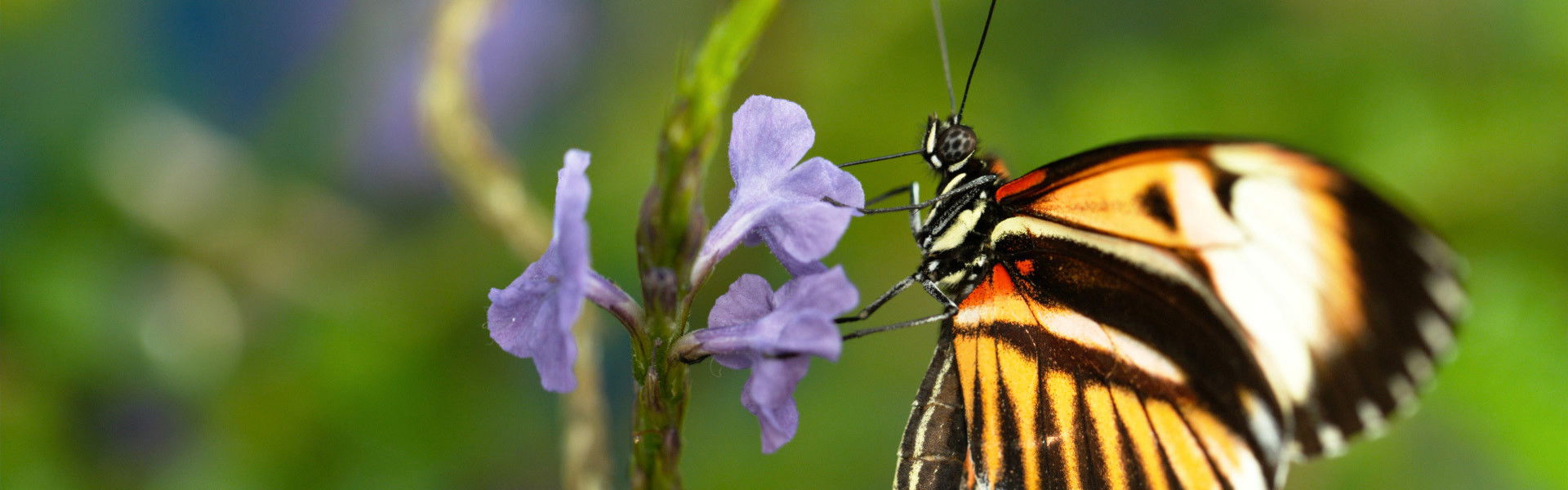 Sex, Lies and Butterflies