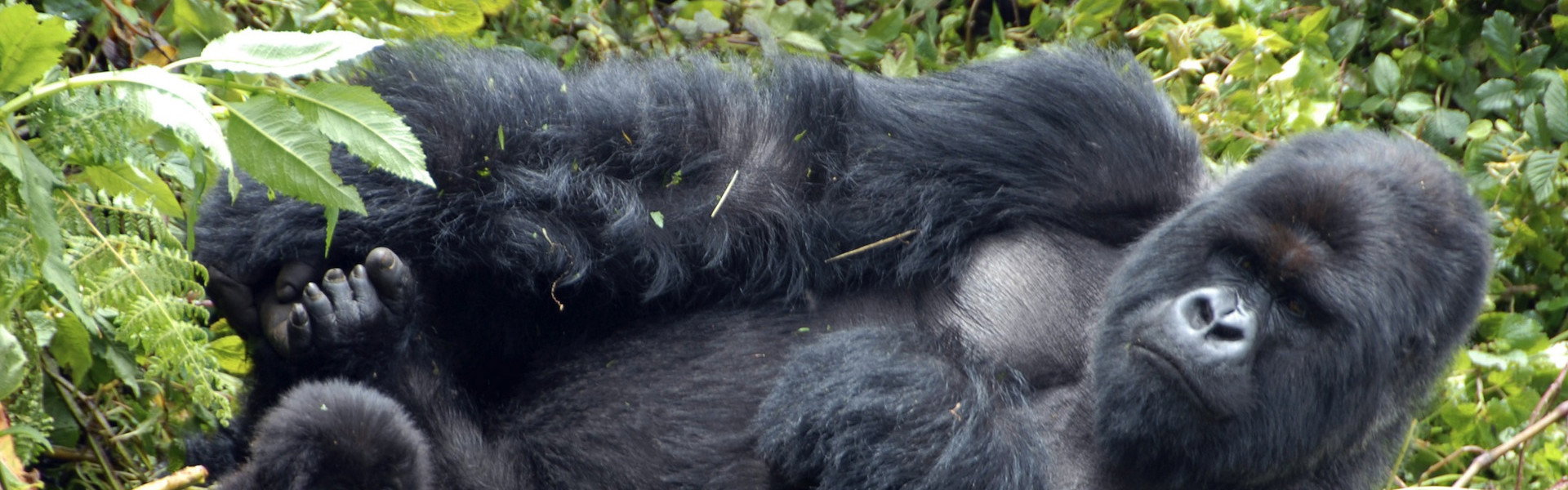 Mountain Gorilla