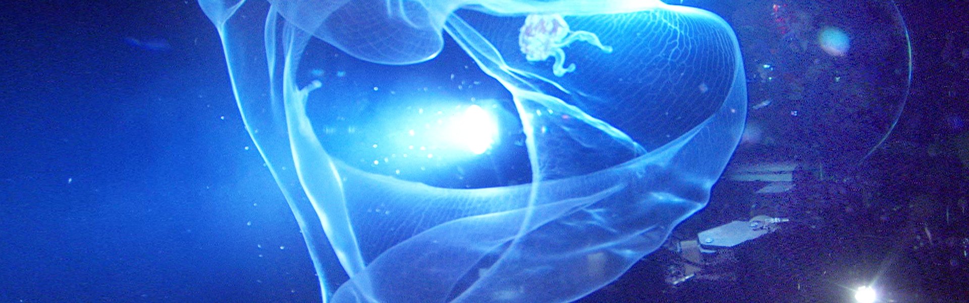 Aliens of the Deep
