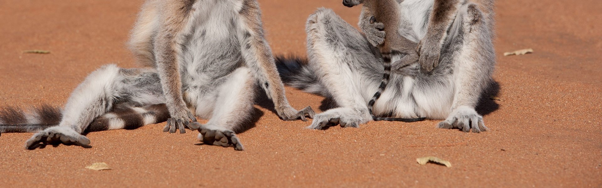 Island of Lemurs: Madagascar