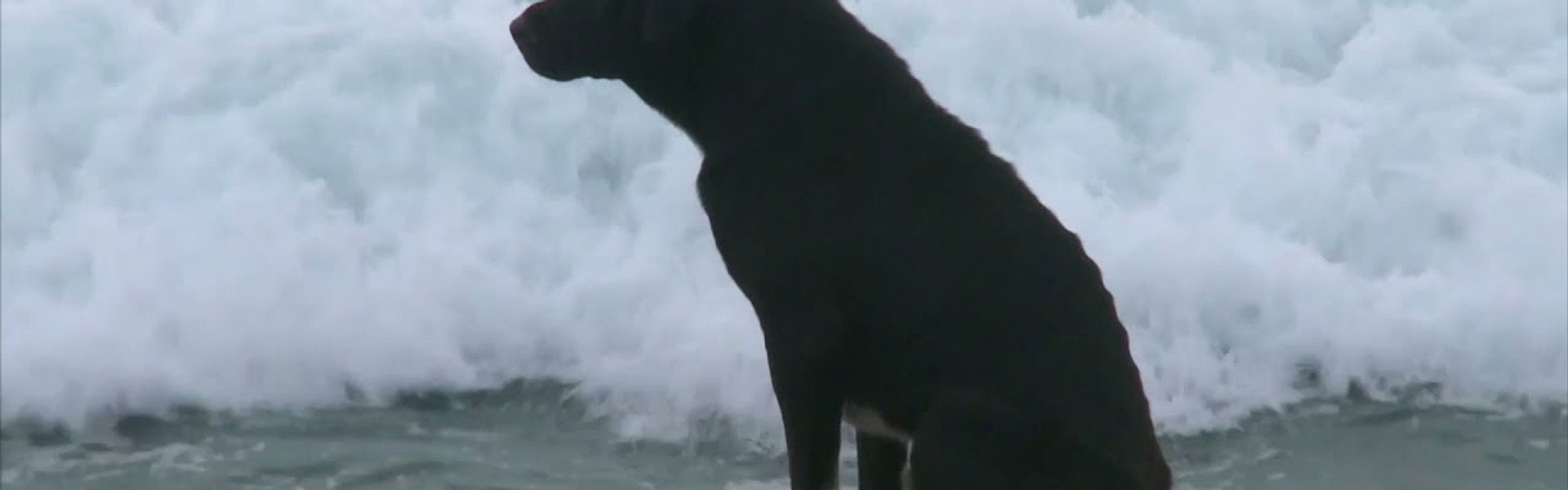 Bali: Island of the Dogs