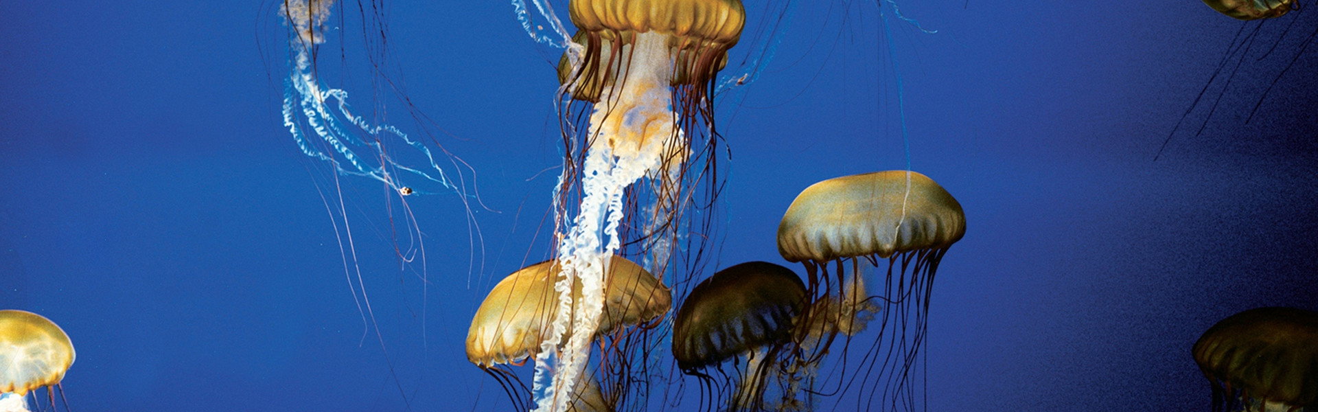 The Living Sea