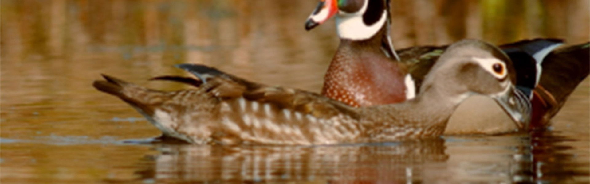 PBS Nature - An Original DUCKumentary