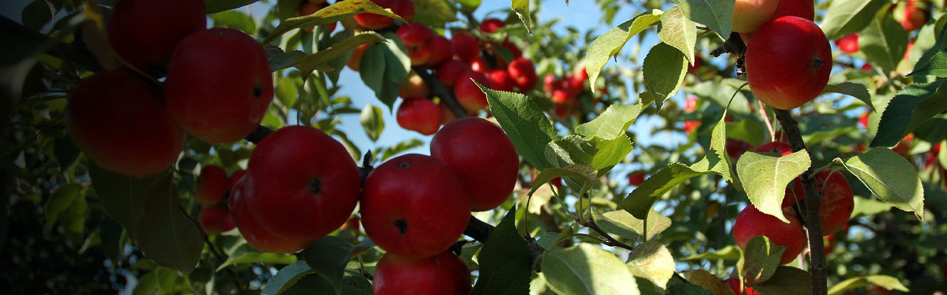 The Botany of Desire