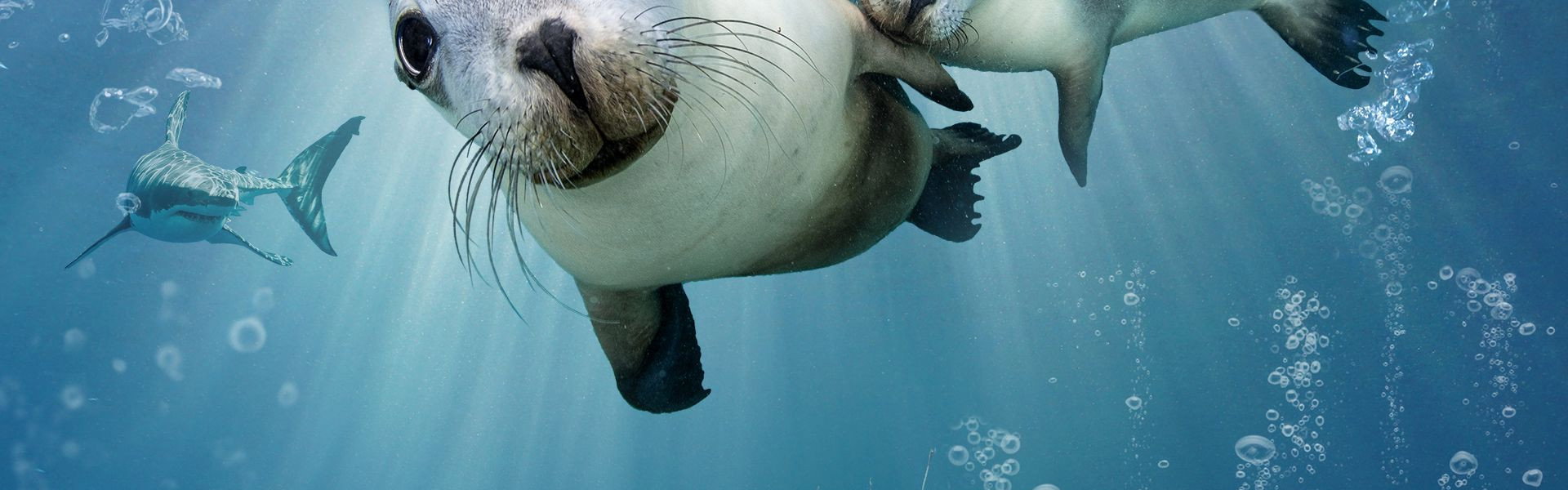 Sea Lions: Life By a Whisker