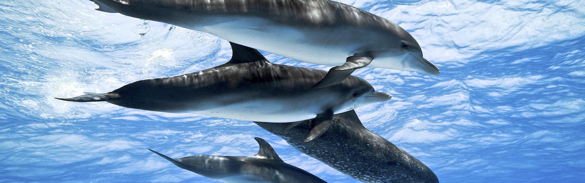 Dolphins: Spy in the Pod