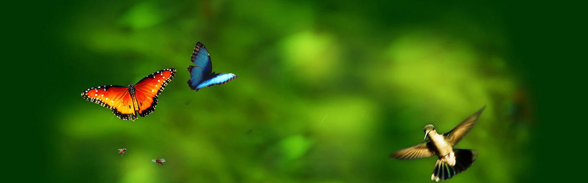 Wings of Life