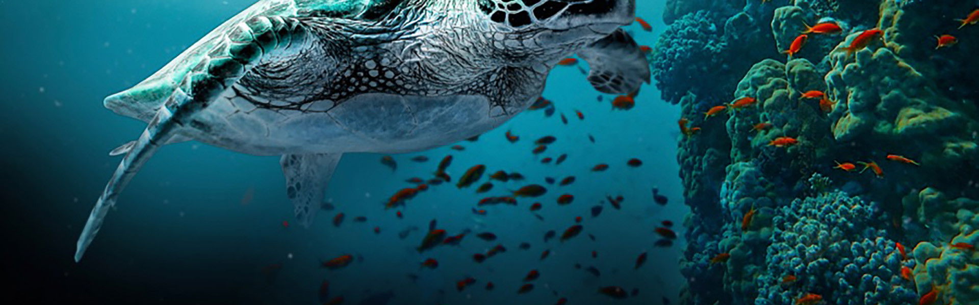 The Great Barrier Reef: A Living Treasure