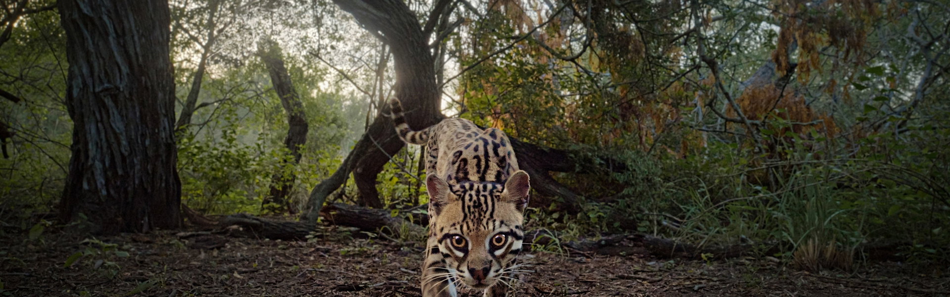 Deep in the Heart: A Texas Wildlife Story