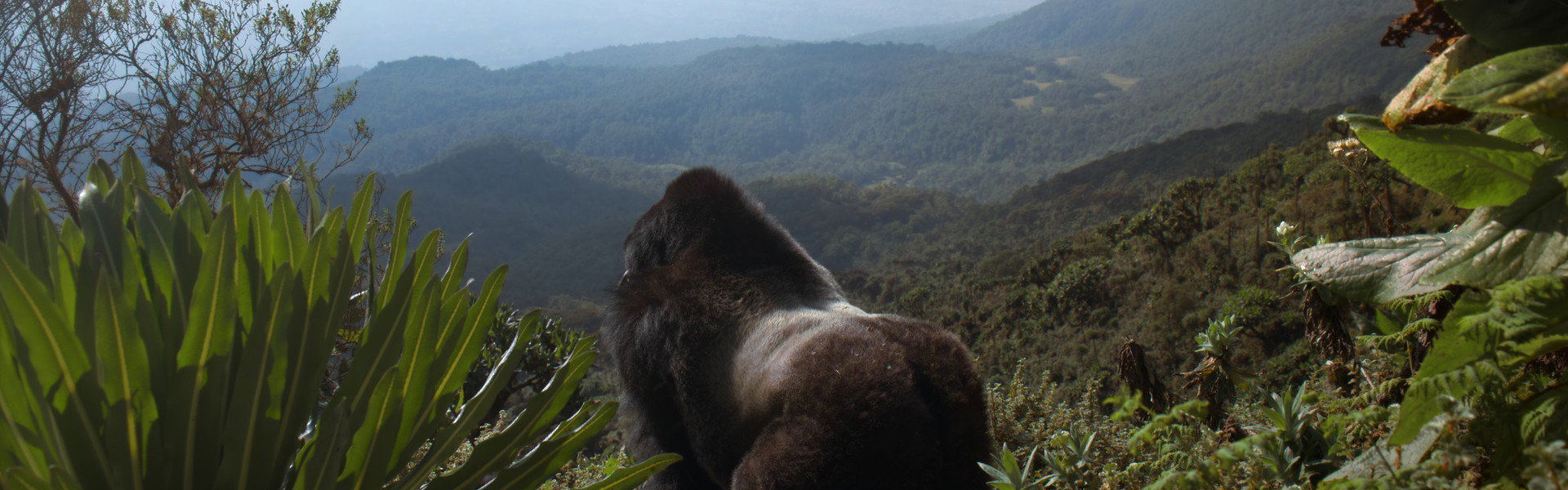 A Gorilla Story: Told by David Attenborough