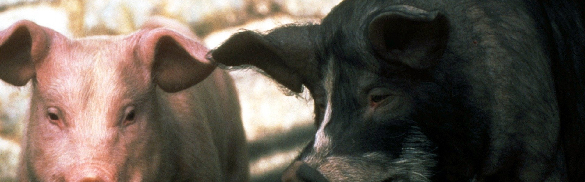 Animal Farm