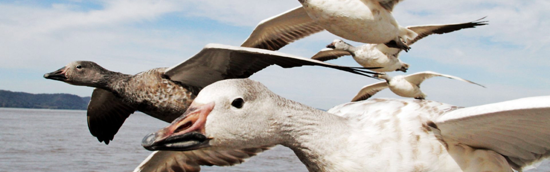Earthflight