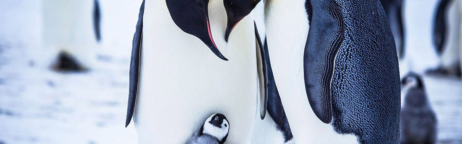 Snow Chick - A Penguin's Tale
