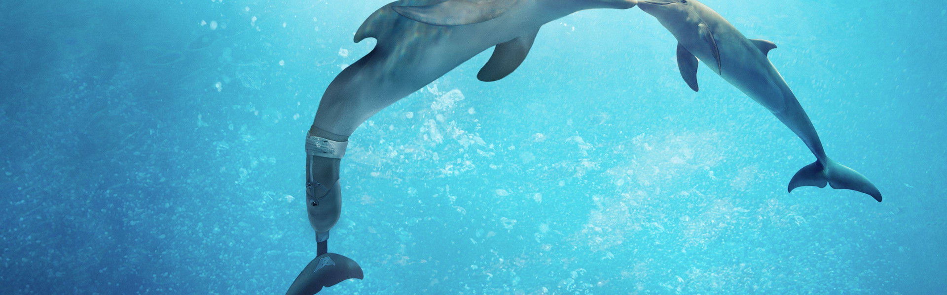 Dolphin Tale 2