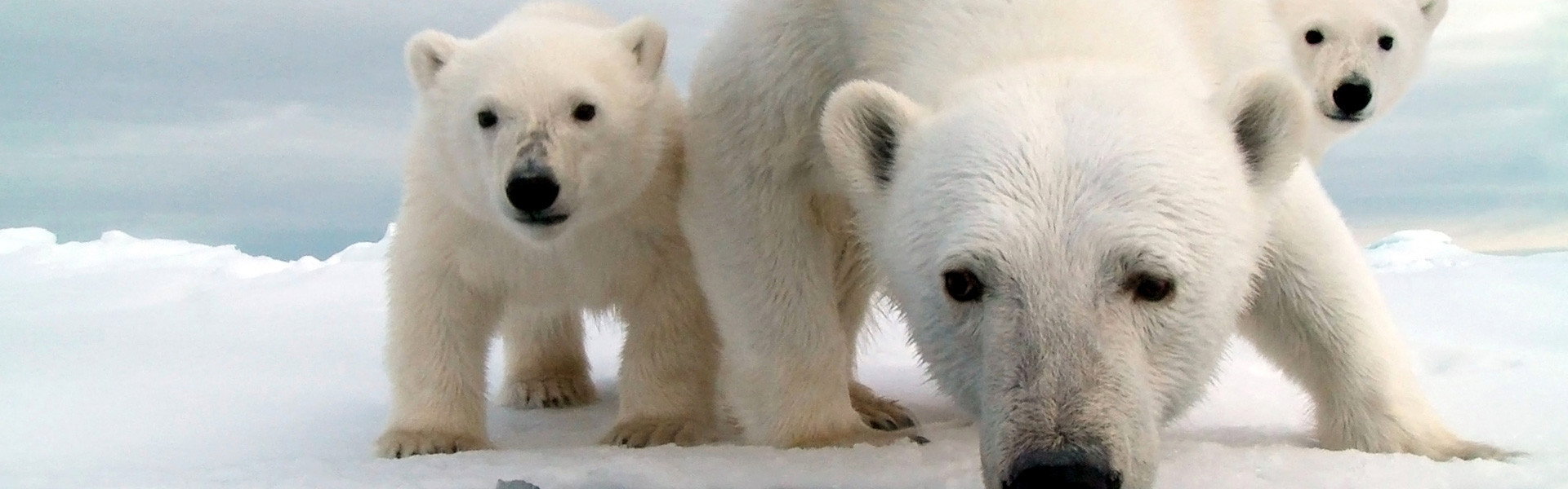 Snow Bears