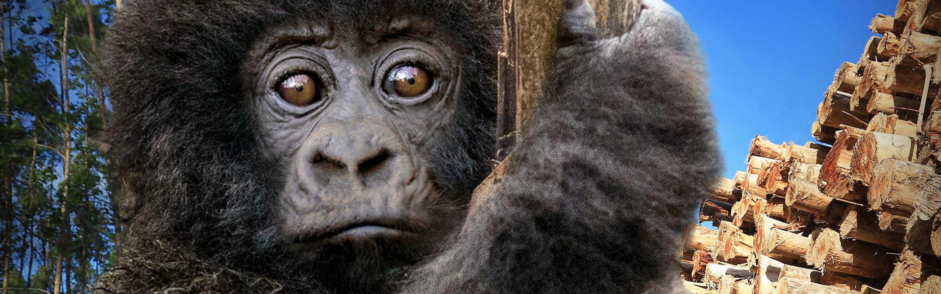 Escape from Extinction: Rewilding