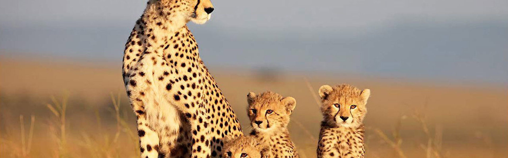 African Cats