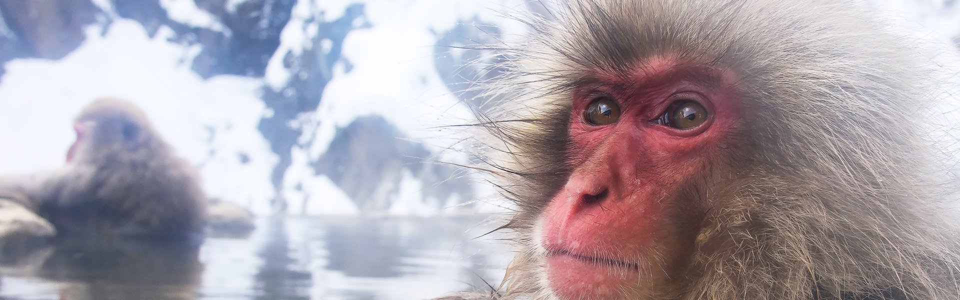 Wild Japan: Snow Monkeys