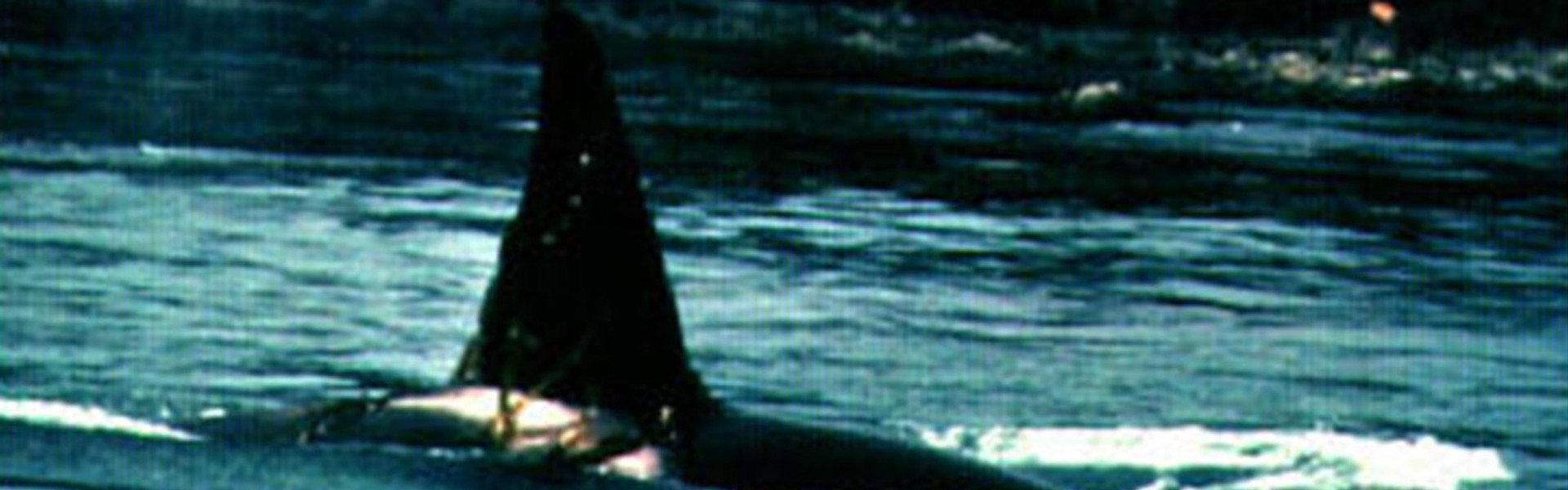 Island of Whales