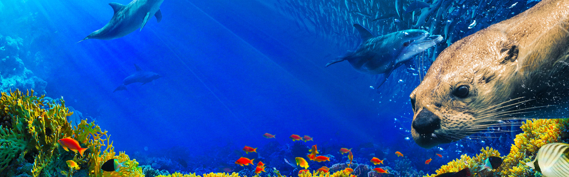 Oceans: Our Blue Planet