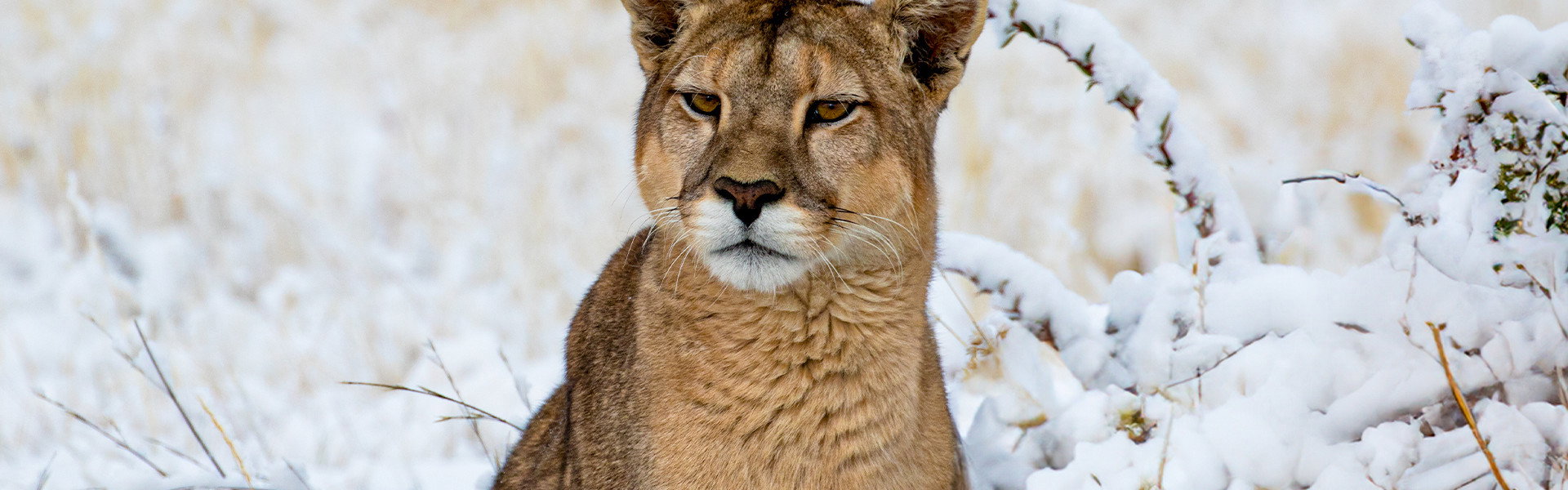 Pumas: Legends of the Ice Mountains