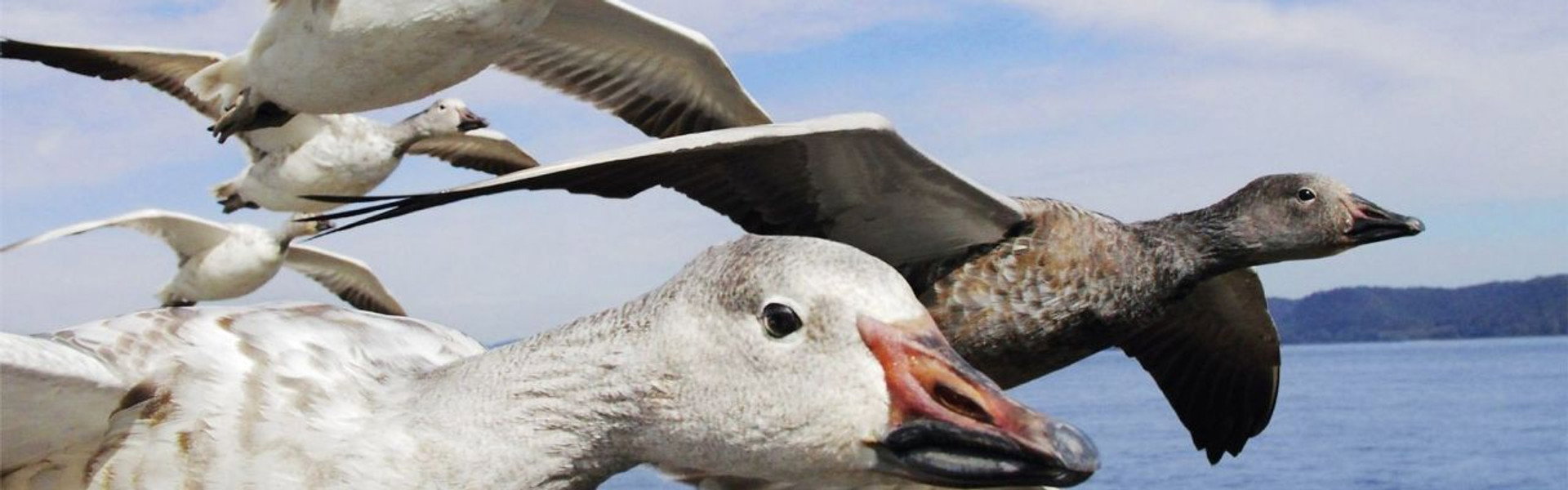Earthflight