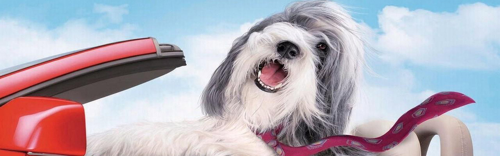 The Shaggy Dog