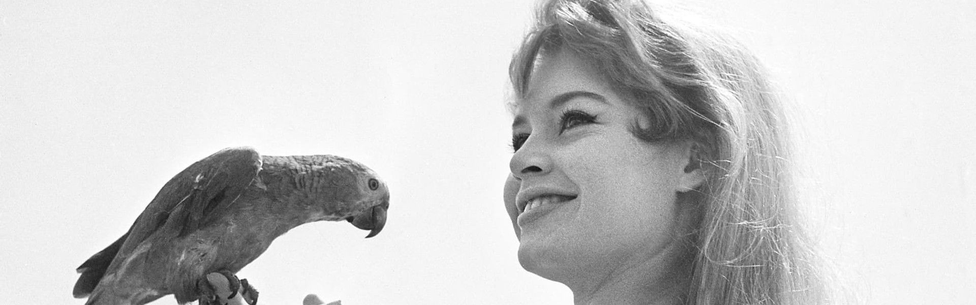 Heart of the Festival