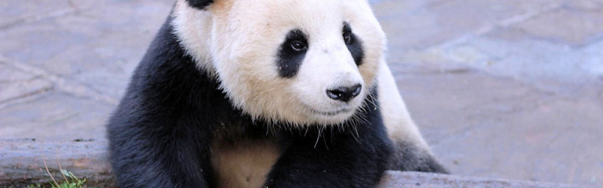 Wild About Pandas