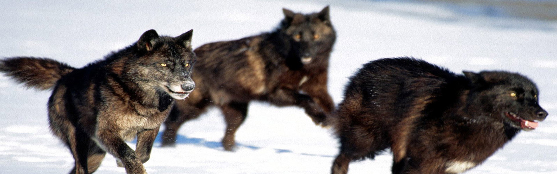 Living with Wolves