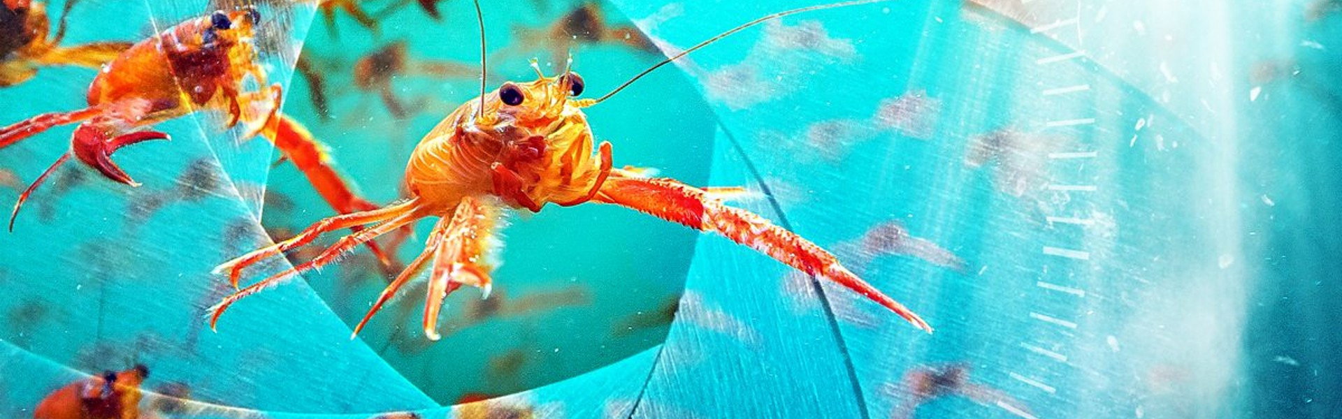 Spy in the Ocean, A Nature Miniseries