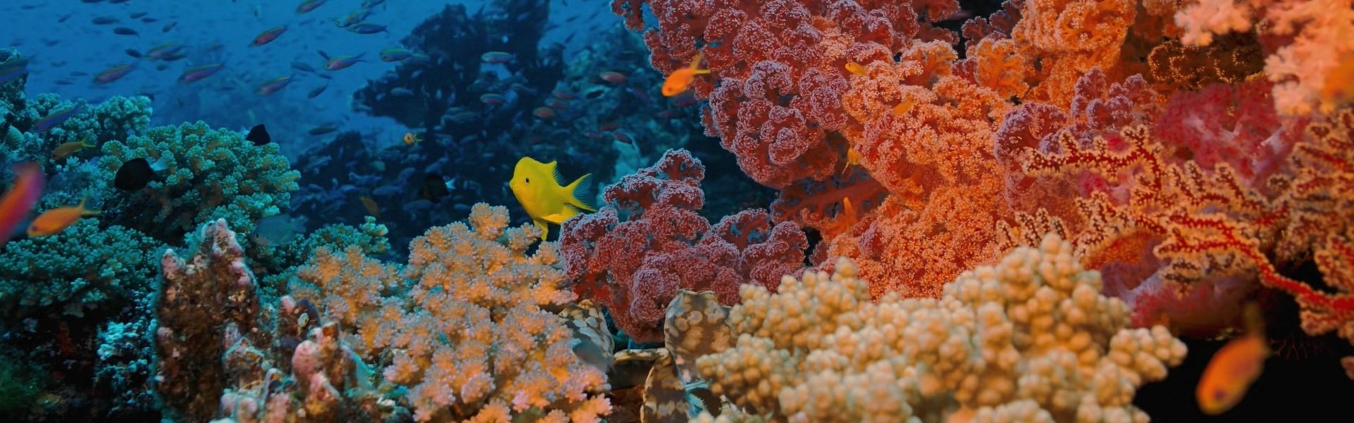 Coral Reef Adventure