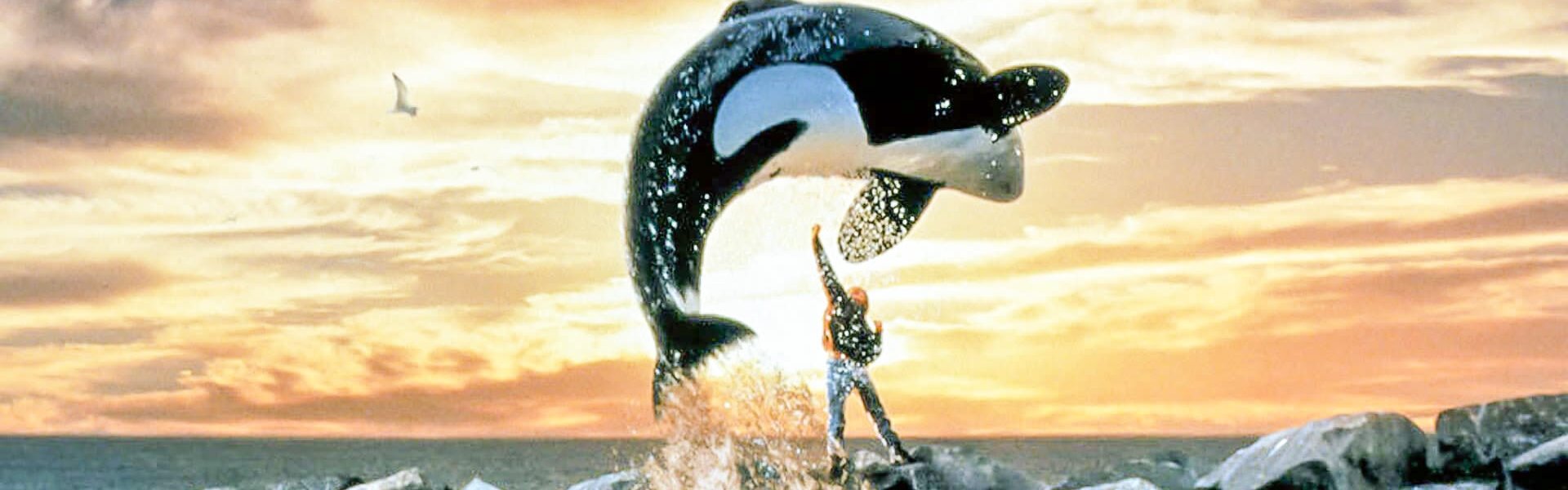 Free Willy