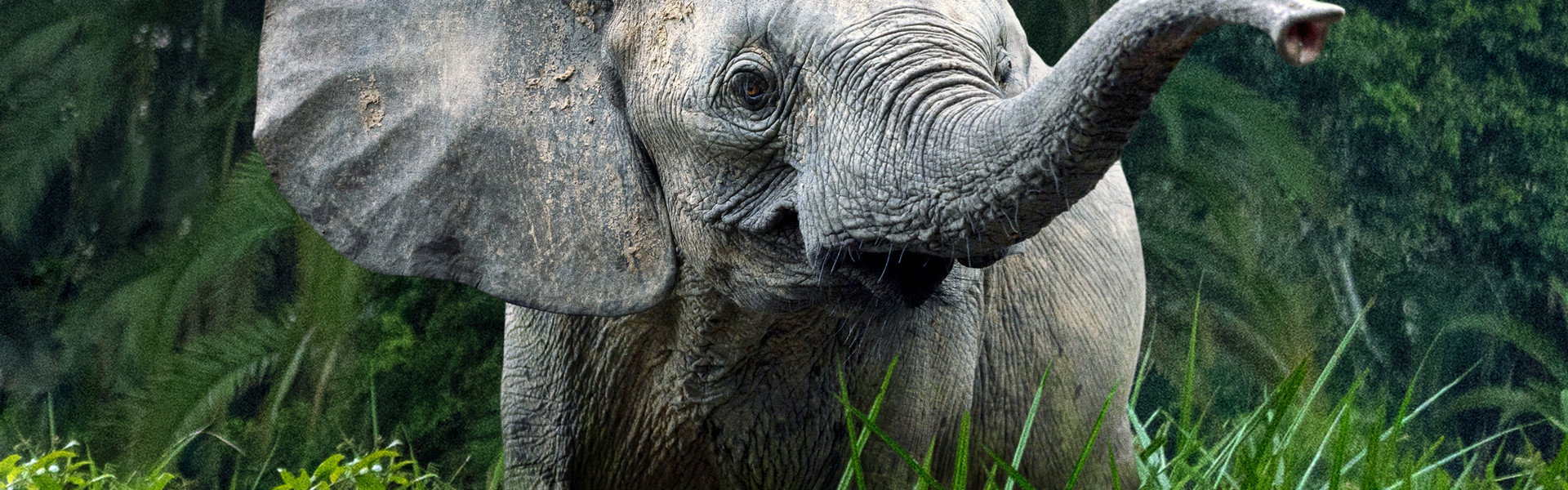 Secrets of the Elephants