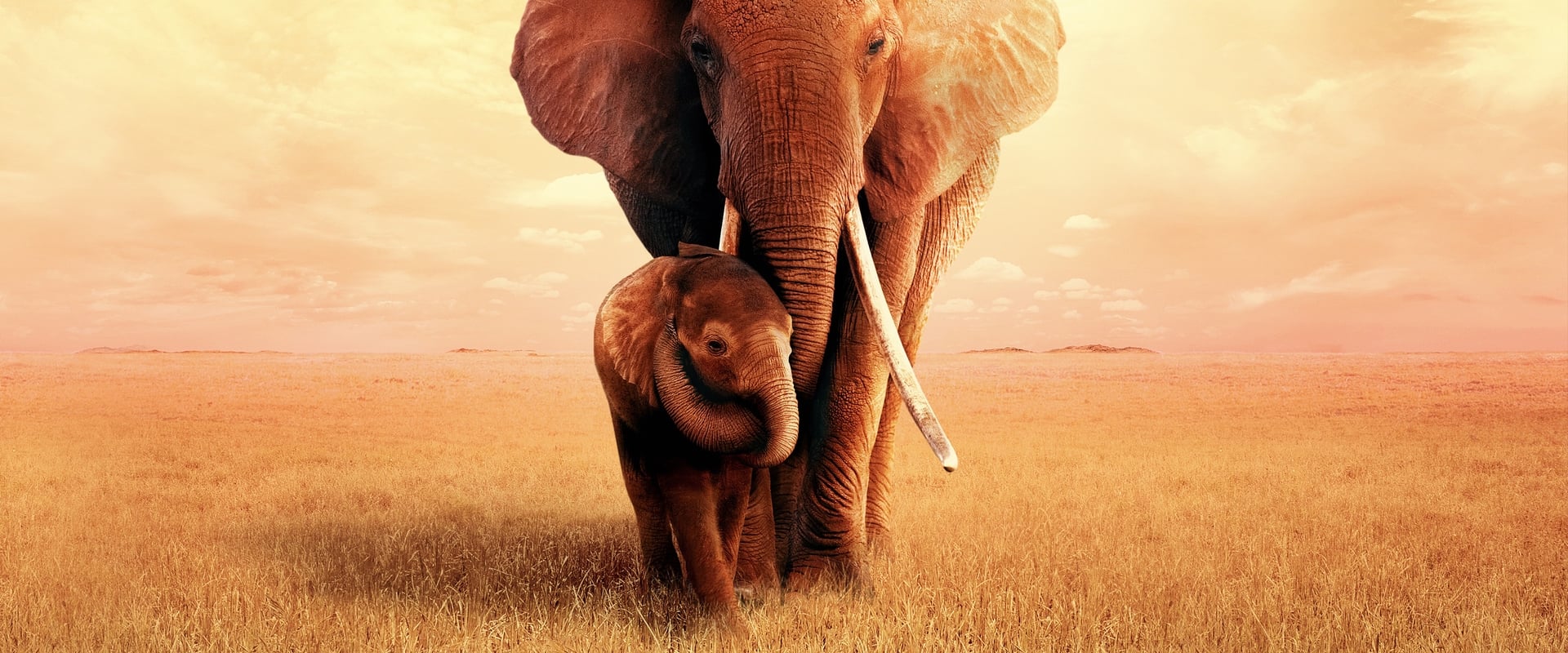 大象女王海报