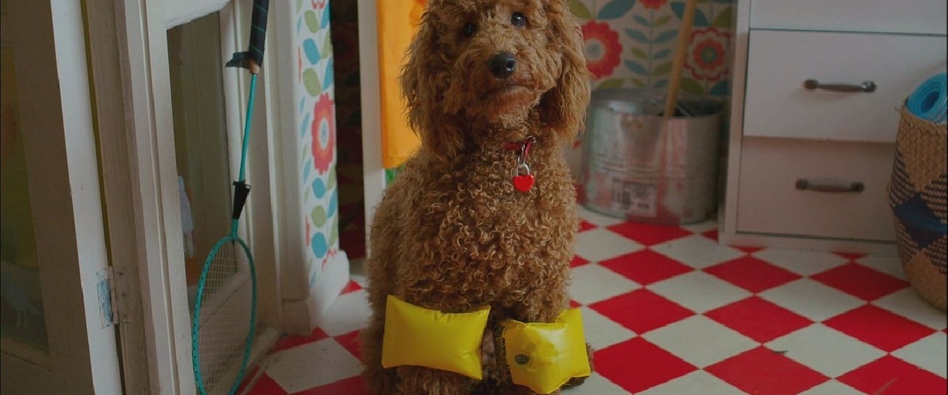 Waffle the Wonder Dog 第 4 季海报