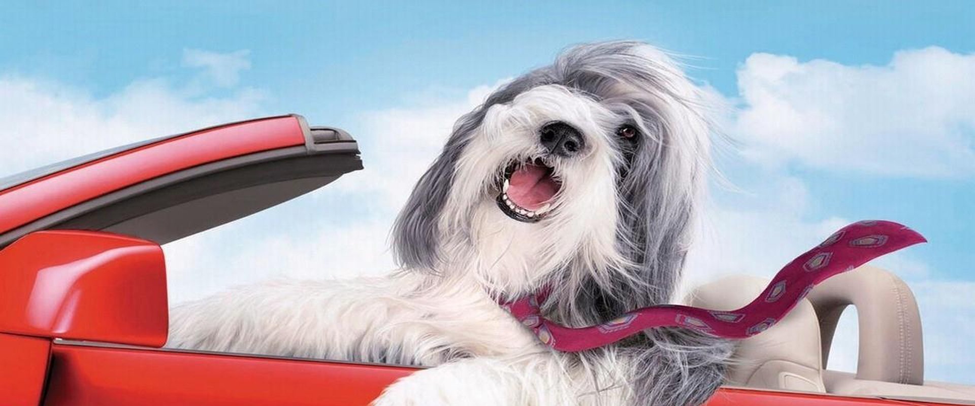 Watch The Shaggy Dog For Free Online