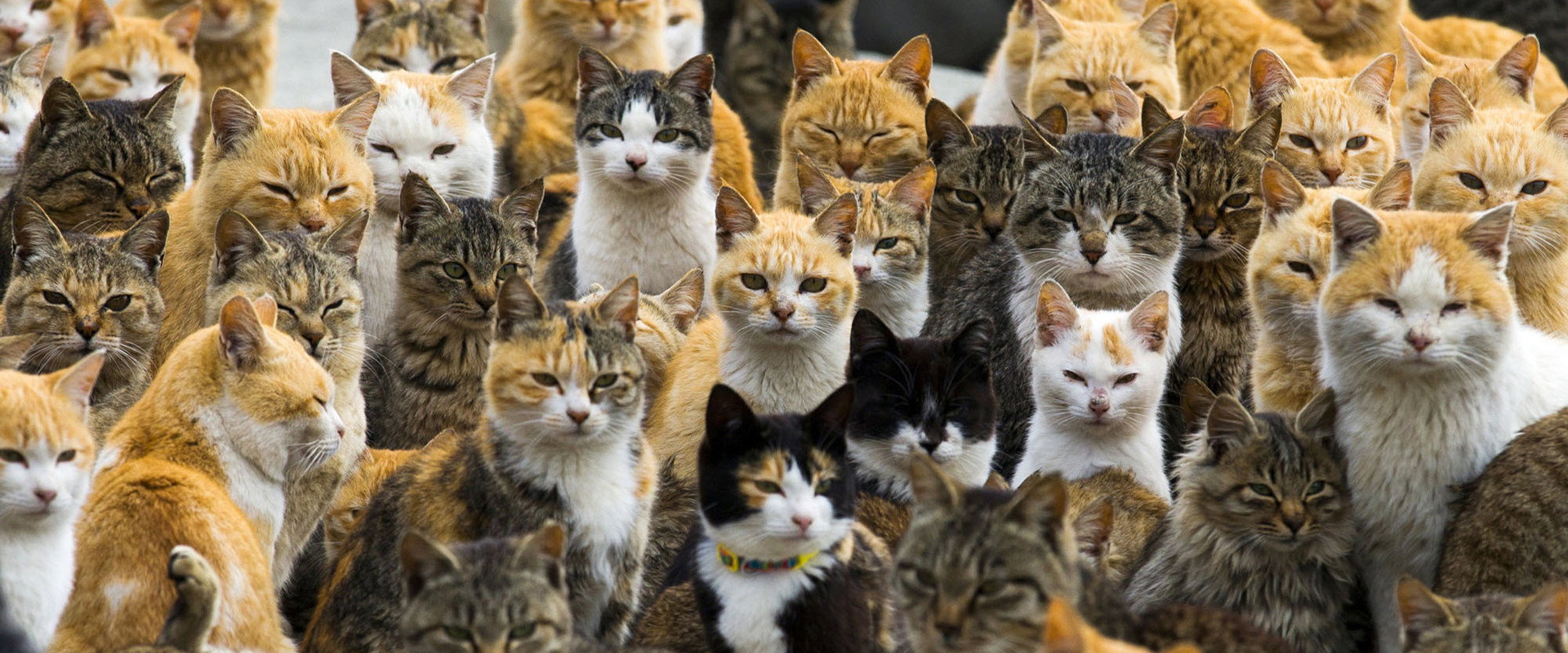 猫之岛海报