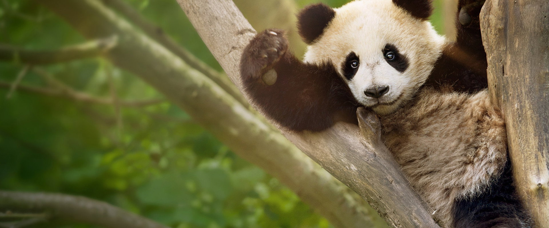 PandaSchool海报