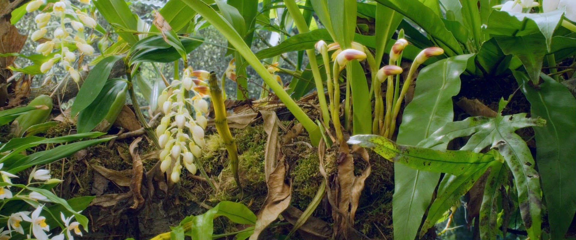 Attenborough: 60 Years in the Wild backdrop
