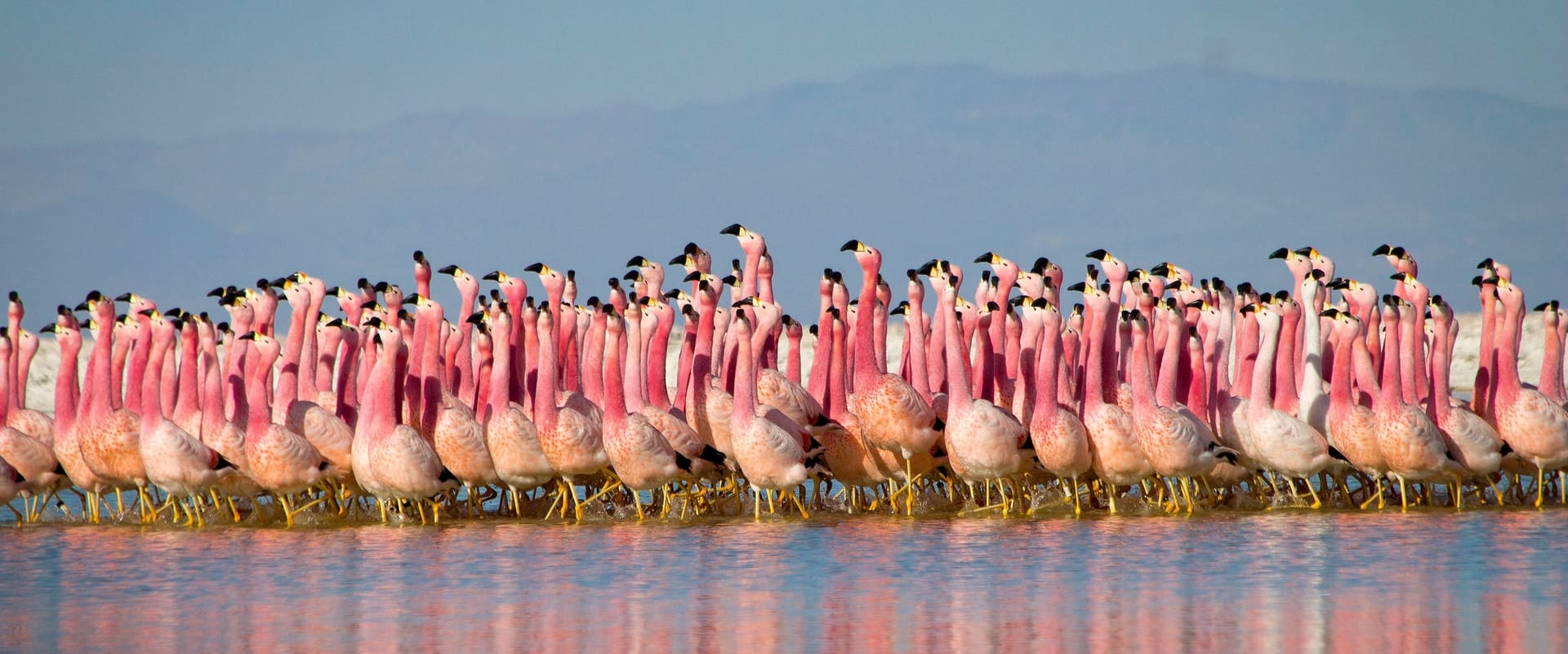 Planet Earth II