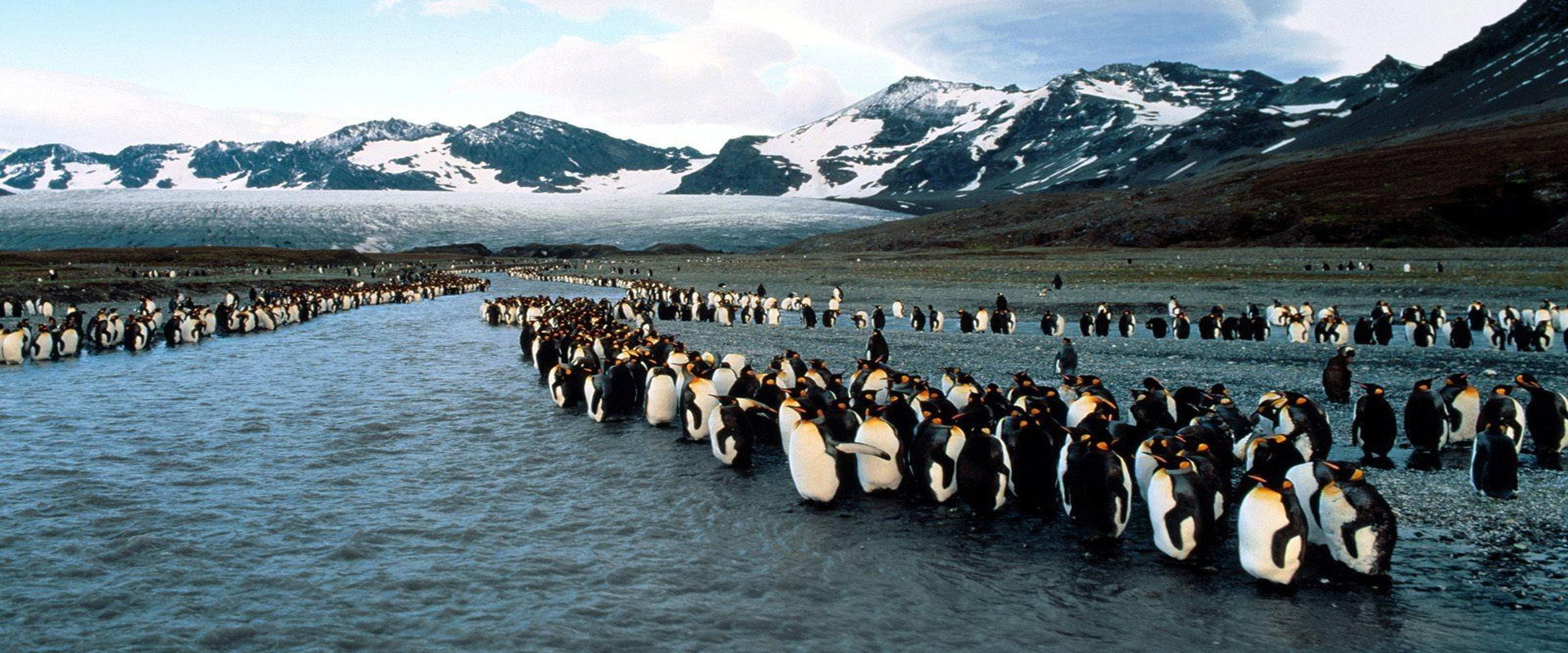 Survival Island backdrop