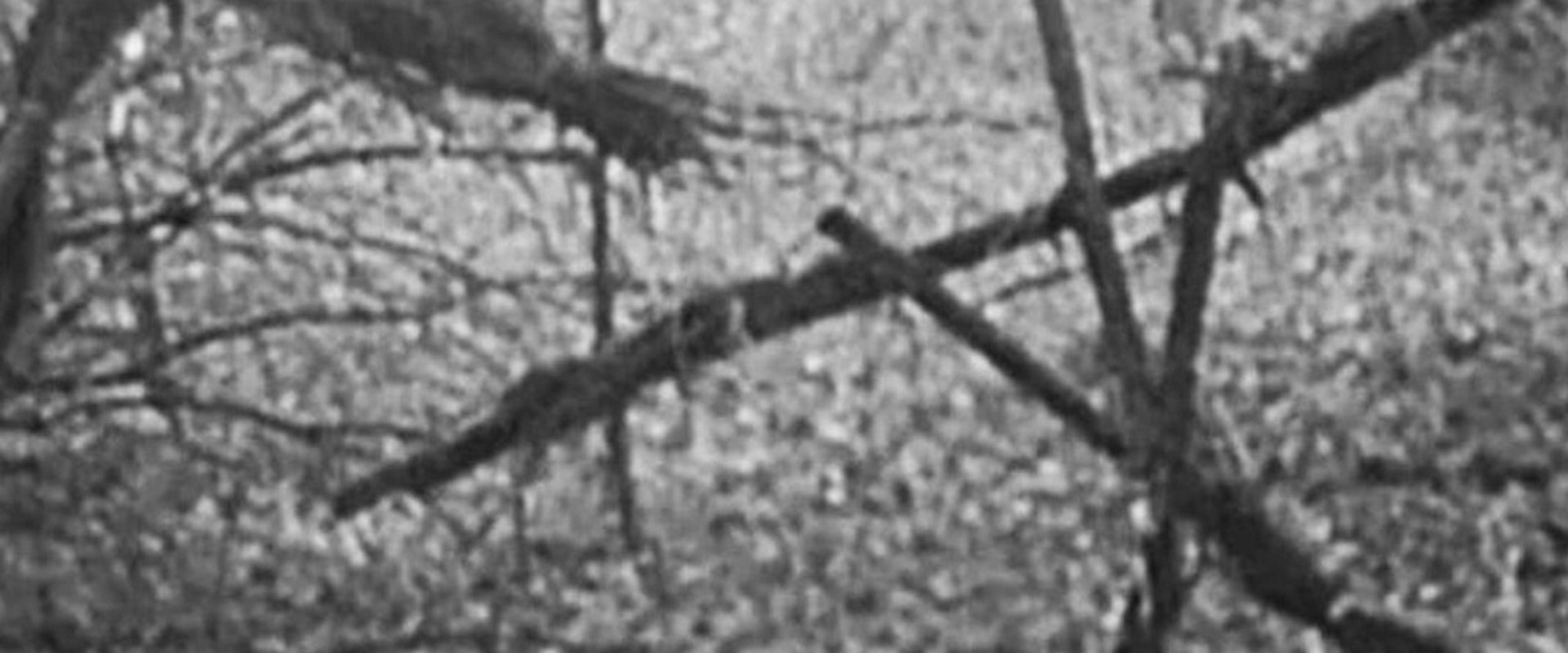 The Blair Witch Project backdrop