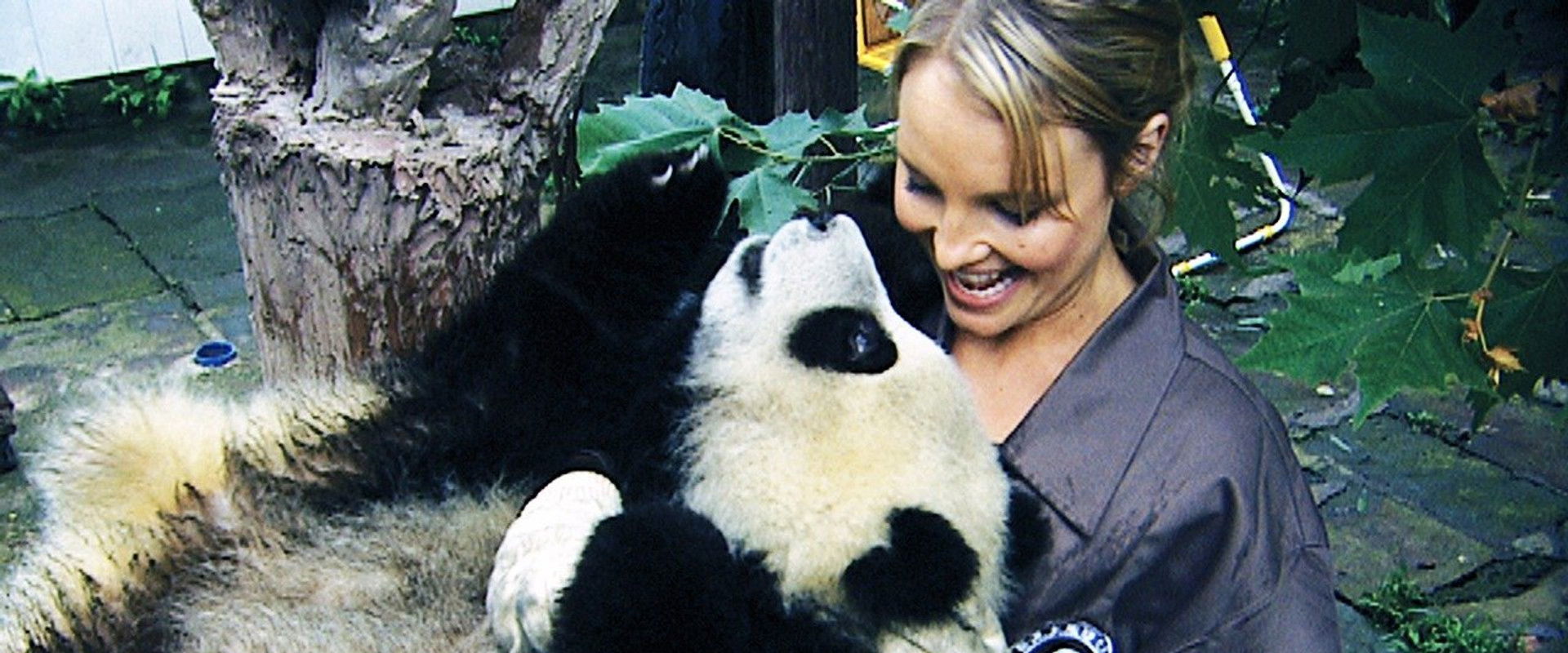 Sneezing Baby Panda: The Movie backdrop