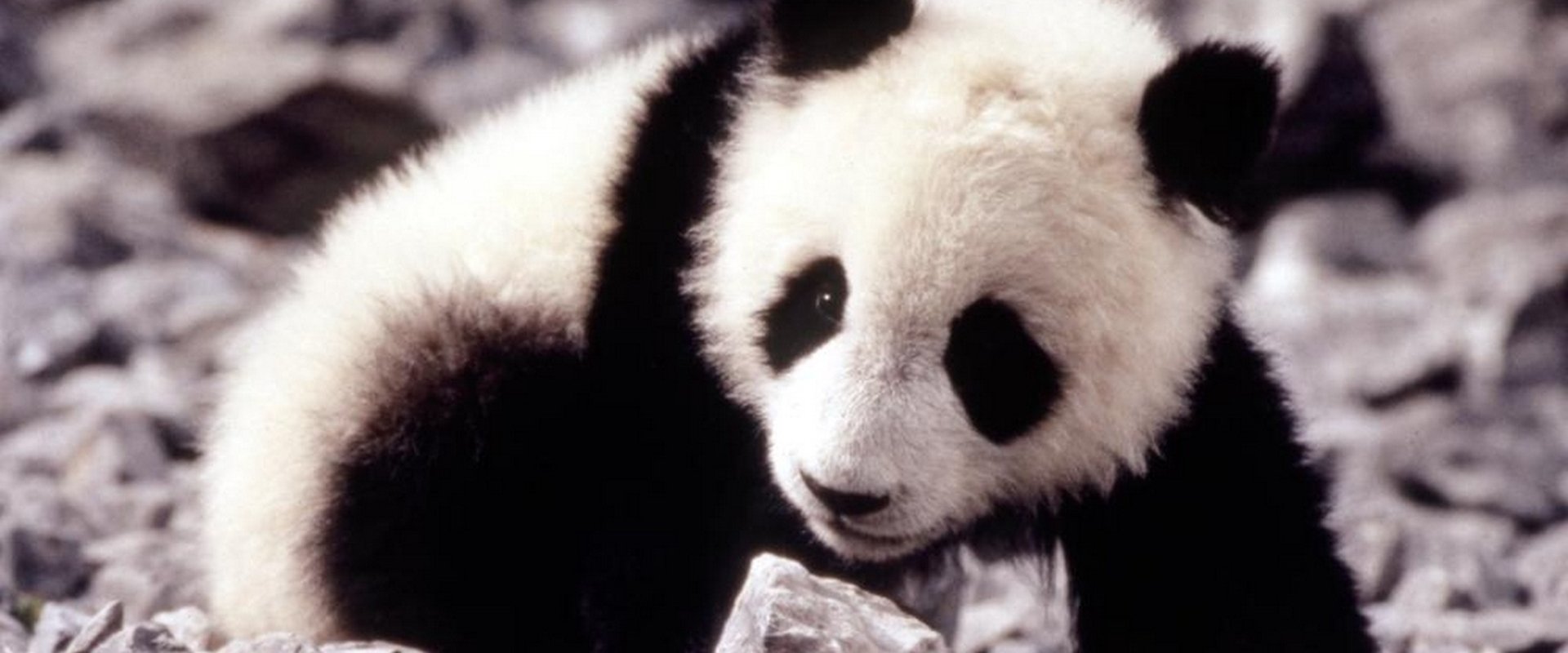 The Amazing Panda Adventure backdrop