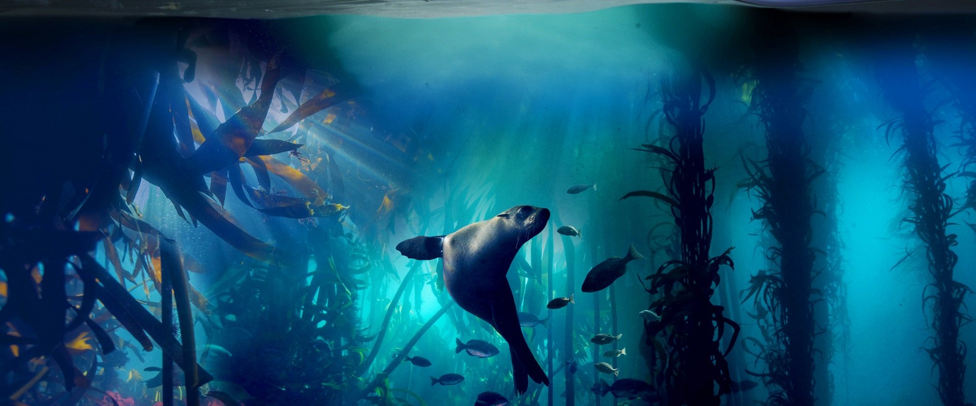 Blue Planet II