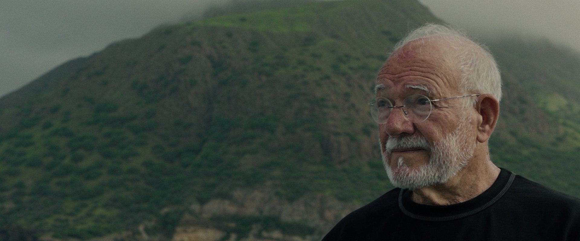 Chão Verde de Pássaros Escritos backdrop