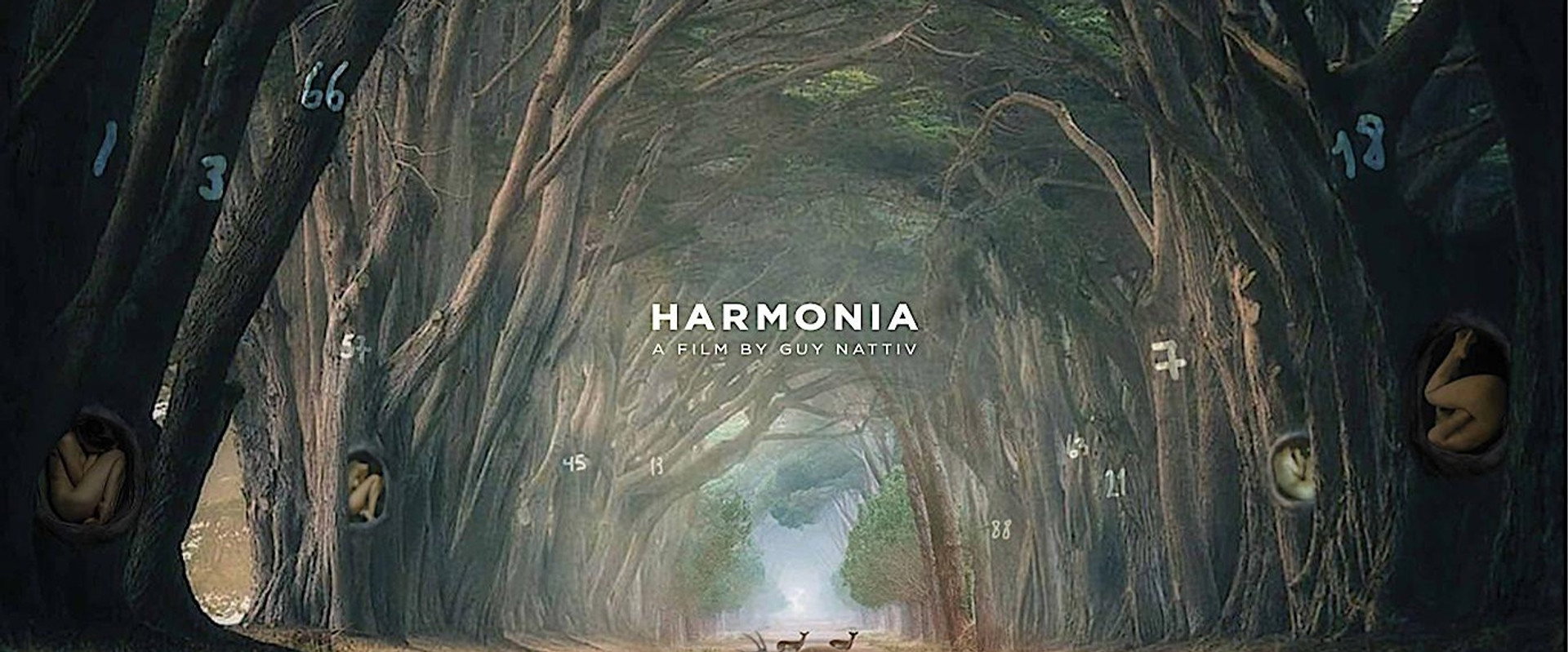Harmonia backdrop